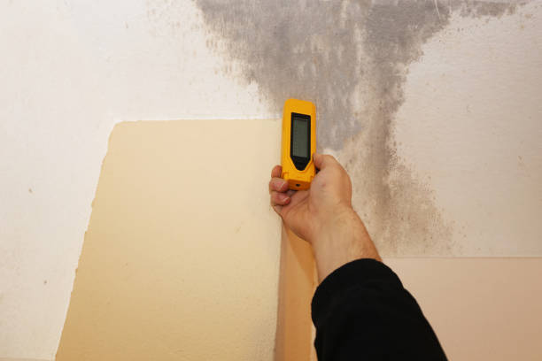 Mold Odor Removal Services in Jefferson, GA