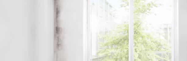 Best Mold Odor Removal Services  in Jefferson, GA