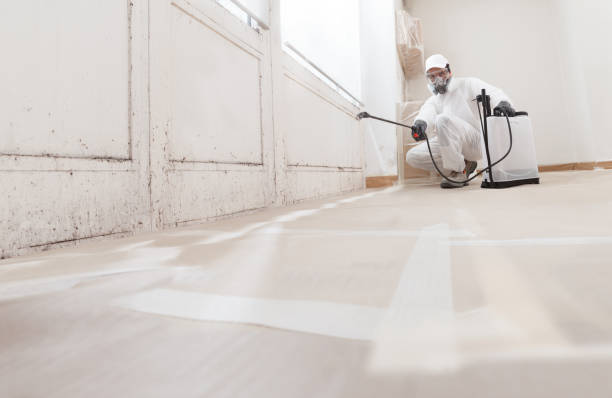 Best Mold Damage Restoration  in Jefferson, GA
