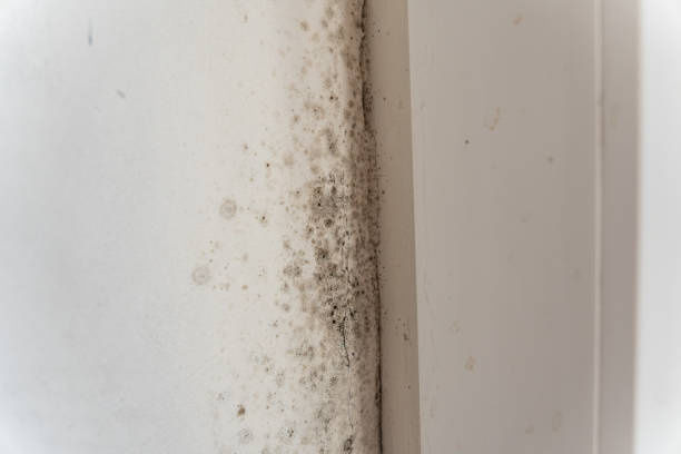 Jefferson, GA Mold Removal Company